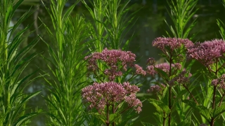 3d Animation Stock Footage, Herb, Vascular Plant, Plant, Flower, Garden