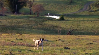 Africa Stock Footage, Dog, Grass, Hound, Farm, Canine