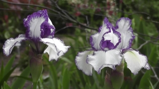 Archive Footage Library, Vascular Plant, Plant, Flower, Herb, Iris