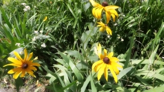 Avalanche Stock Footage, Vascular Plant, Plant, Herb, Flower, Sunflower