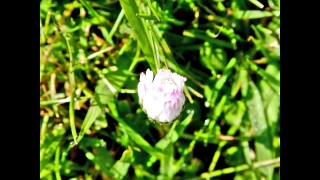 Axiom Stock Footage, Pink, Flower, Plant, Vascular Plant, Petal