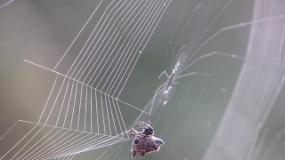 Best Stock Footage For Youtube, Spider Web, Web, Trap, Cobweb, Spider