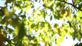 Commercial Videos, Tree, Plant, Leaf, Branch, Leaves