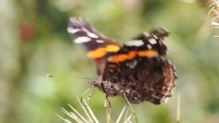 Cow Stock Footage, Admiral, Butterfly, Insect, Fly, Flower