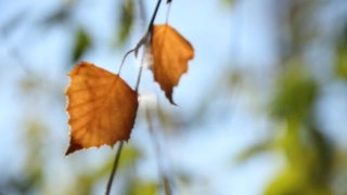 Crow Stock Footage, Ornamental, Plant, Autumn, Orange, Leaf