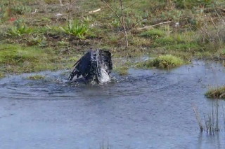 Footage Video, Alligator, Hippopotamus, Water, Ungulate, River