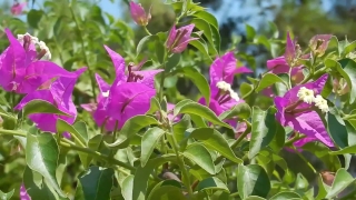 Green Stock Video, Flower, Petunia, Plant, Vascular Plant, Angiosperm