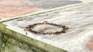Hd Video Loops For Background, Larva, Animal, Insect, Organism, Sand