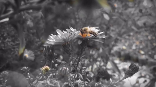 Home Video Stock Footage, Flower, Plant, Vascular Plant, Insect, Daisy