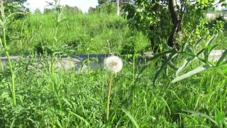 Image Footage, Dandelion, Herb, Plant, Grass, Golf