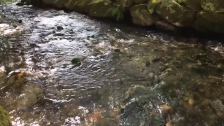 Lightning Stock Footage, Bird, Water, Stone, River, Rock