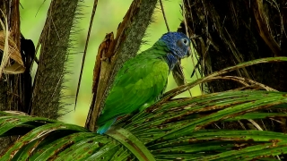 No Copyright Short Video Download, Macaw, Parrot, Bird, Beak, Wildlife