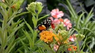 No Copyright Video Backgrounds, Butterfly Weed, Milkweed, Herb, Vascular Plant, Plant