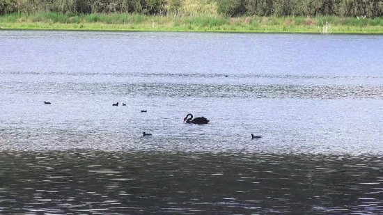 Non Copyright Video Clips For Youtube, Black Swan, Aquatic Bird, Bird, Swan, Water