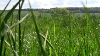 Online Stock Footage, Wheat, Field, Grass, Spring, Cereal