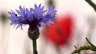 Powerpoint Video Background, Plant, Flower, Vascular Plant, Herb, Pollen