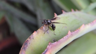 Professional Stock Video, Ant, Insect, Arthropod, Bug, Ladybug