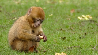 Retro Stock Video, Macaque, Monkey, Primate, Wildlife, Ape