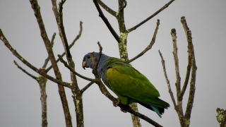 Sky Vfx Background Video Download, Macaw, Parrot, Bird, Beak, Feather