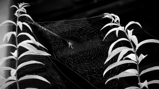 Space Stock Video, Spider Web, Web, Cobweb, Trap, Spider