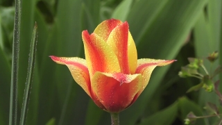 Spotlight Stock Footage, Tulip, Bud, Flower, Plant, Petal