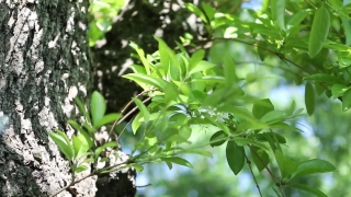 Stock Video Footage Download, Tree, Woody Plant, Plant, Vascular Plant, Leaf