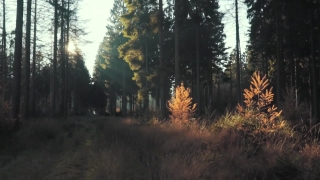 Stock Video Music, Tree, Forest, Trees, Landscape, Autumn