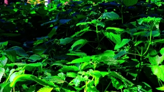 Sun Stock Footage, Aquatic, Plant, Aquatic Plant, Vascular Plant, Leaf