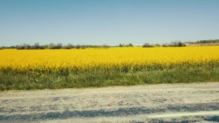 To Use Video Footage, Rapeseed, Oilseed, Seed, Field, Agriculture
