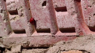 Ungraded Stock Footage, Brick, Building Material, Wall, Old, Stone