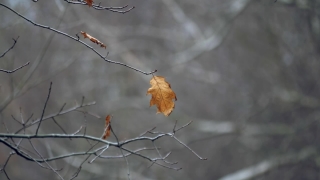 Vertical Video Stock Footage, Tree, Plant, Branch, Autumn, Season
