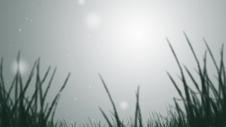 Video Backgrounds For Editing, Dandelion, Plant, Herb, Sky, Grass