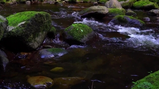 Video Download Without Copyright, River, Stream, Waterfall, Water, Forest