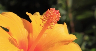 Video Footage Archive, Bush Hibiscus, Shrub, Petal, Plant, Flower