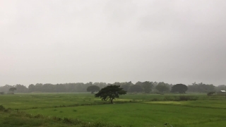 Video Footage, Sky, Field, Grass, Landscape, Meadow