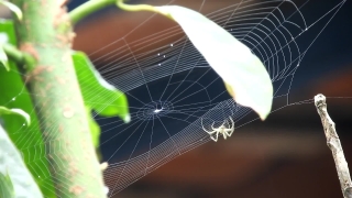 Video Footage, Spider Web, Web, Cobweb, Trap, Spider