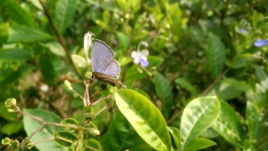 Video Footage To Use, Blue, Plant, Insect, Butterfly, Herb
