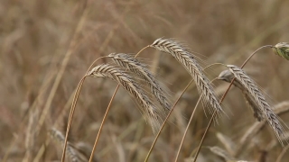 Video Footage Youtube, Wheat, Cereal, Field, Agriculture, Harvest