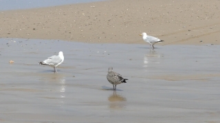 Video Loops Background, Red-backed Sandpiper, Shorebird, Gull, Sandpiper, Bird