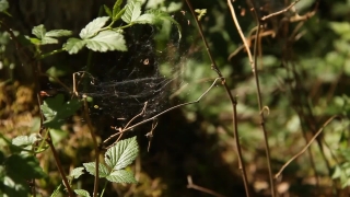 Videoclip Animation, Spider Web, Tree, Plant, Web, Cabbage Butterfly