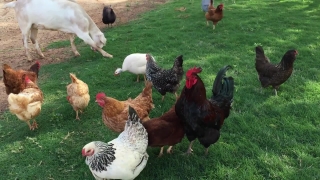 Web Videos, Hen, Bird, Cock, Animal, Farm