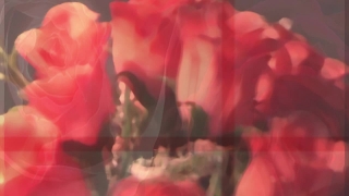 Video Clip Library, Shrub, Flower, Rose, Plant, Petal